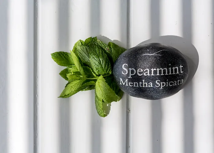 فندق أجنحة أوستراكو 4*